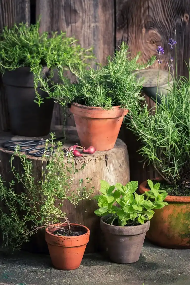 quelles herbes aromatiques vivaces cultiver en france