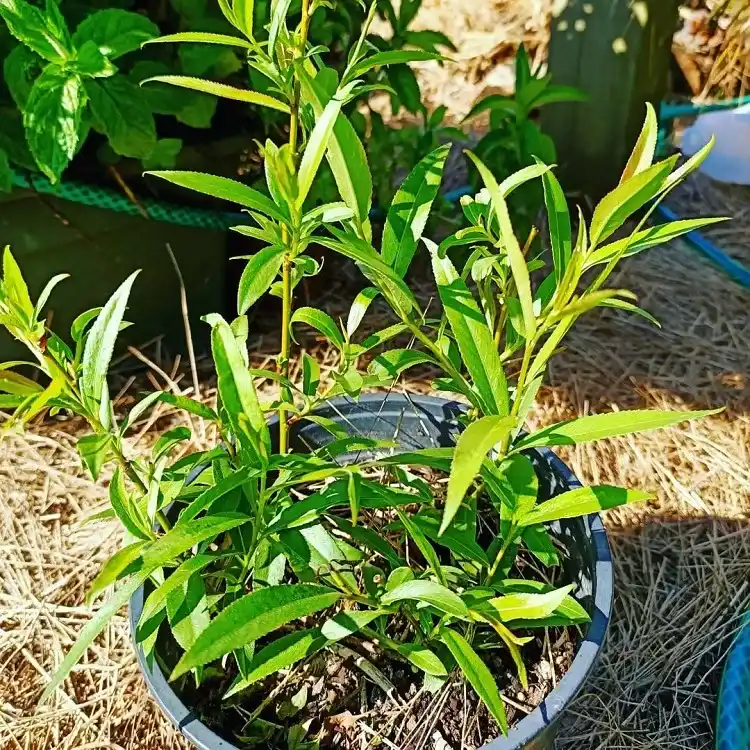 quelles sont les règles d'or pour réussir la culture du salix en pot