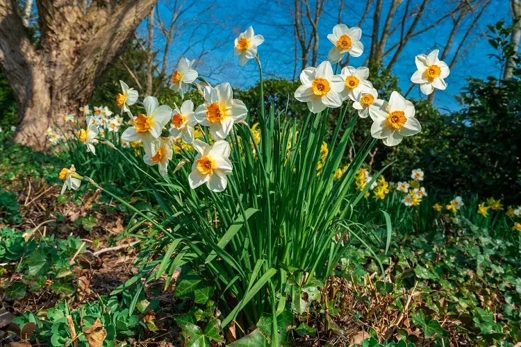 quelles variétés de narcisses à floraison spectaculaire cultiver en france