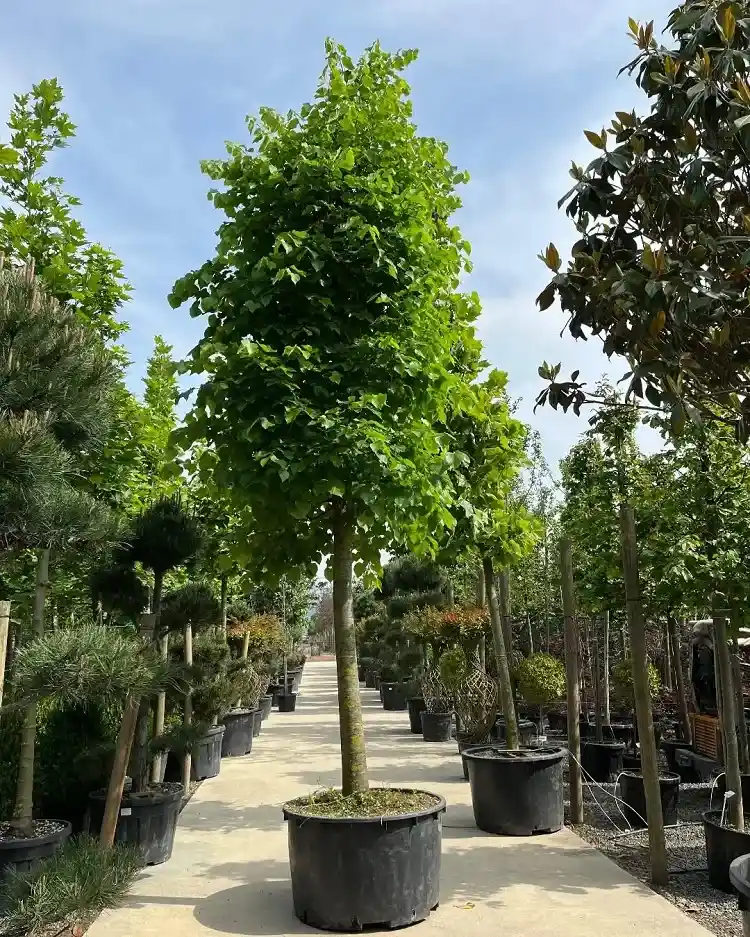 quels arbres planter en mars au jardin le tilleul tilia cordata