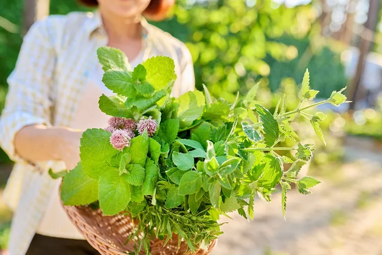 quels avantages de cultiver des herbes aromatiques vivaces en france