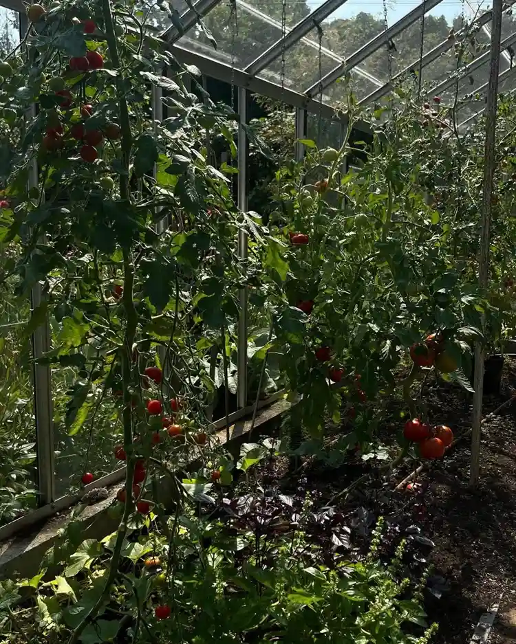 techniques de jardinage, jardin potager de pamela anderson