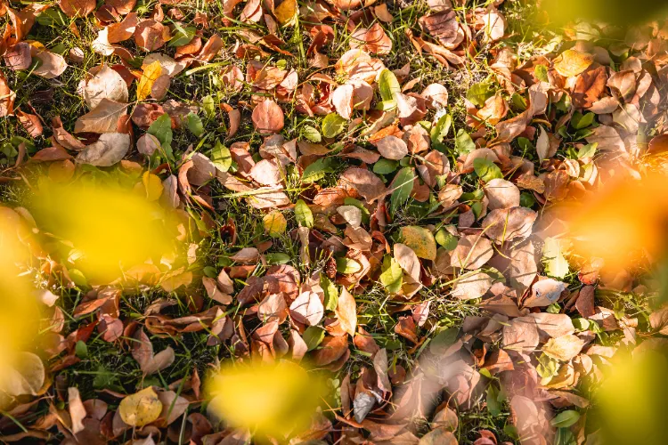 trop de feuilles mortes dans le jardin