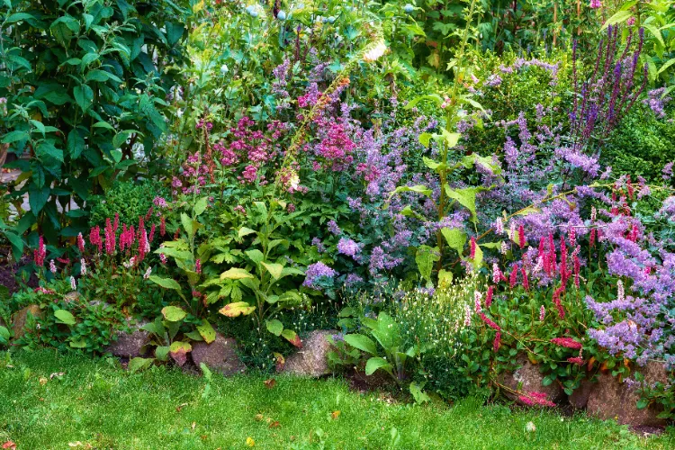 vivaces à diviser au printemps ou à l'automne