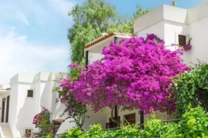 bougainvillier à fleurs rose vif devant la maison blanche