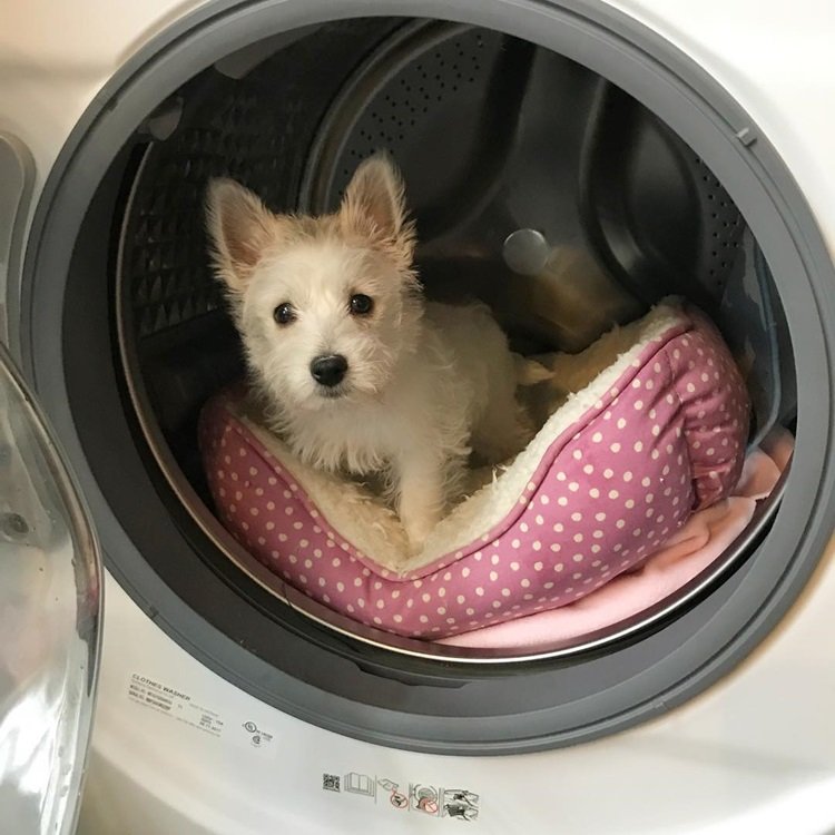 comment nettoyer un lit pour animaux de compagnie en profondeur