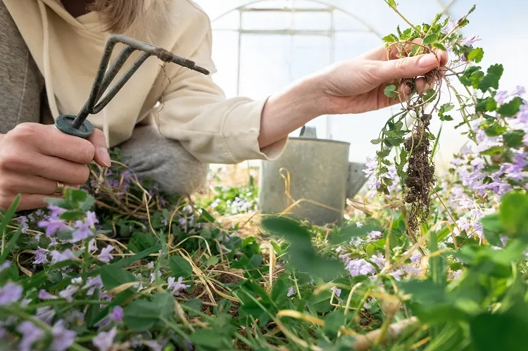 conseils pour diviser les plantes de jardin le guide des pros