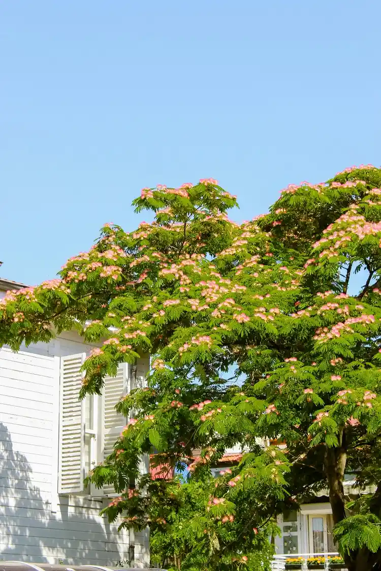 Également connu sous le nom d'arbre à soie, l'albizia offre une floraison estivale en pompons roses