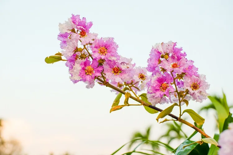 fleur de lagerstroemia