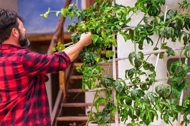 Homme adulte s'occupant du jardin à la maison concept d'activité de loisir en plein air