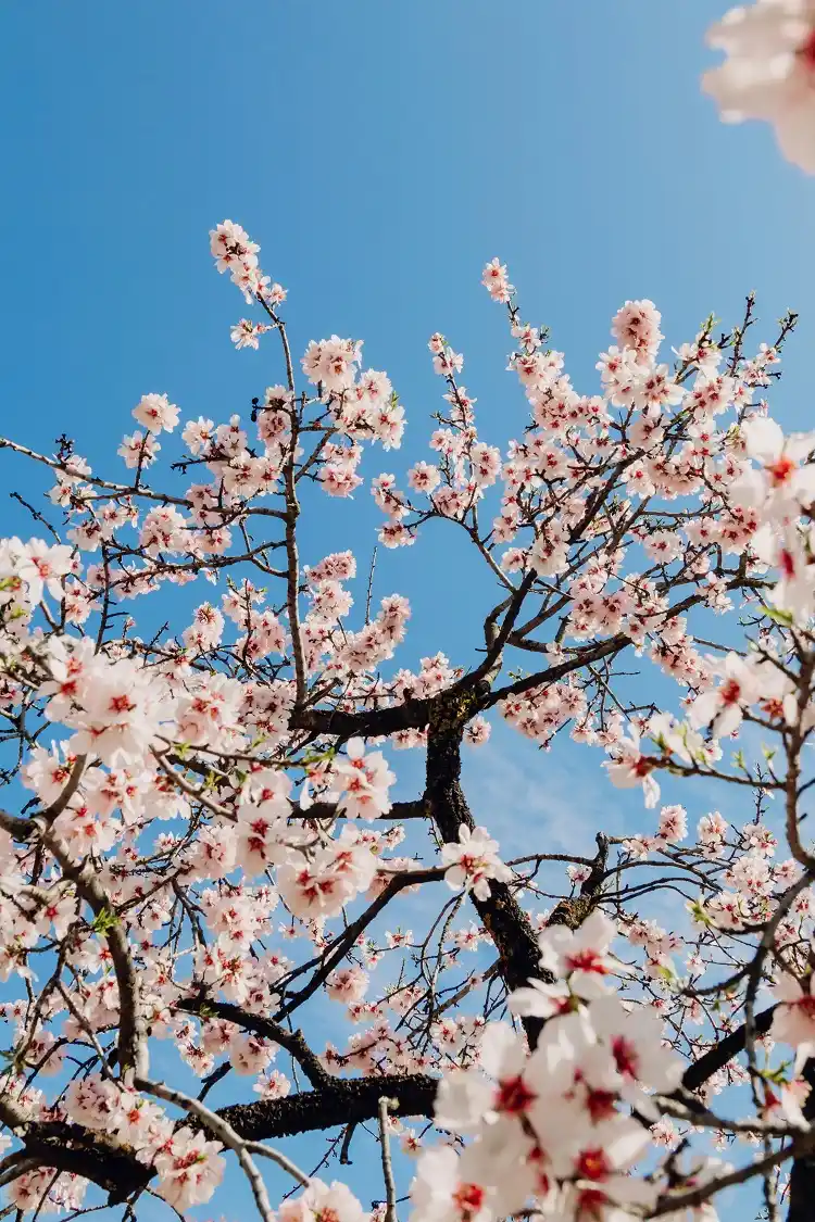 l'amandier séduit par sa floraison précoce en fleurs blanches ou rosées