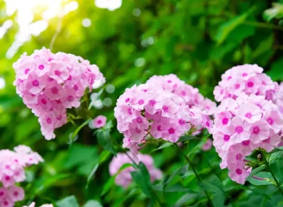 phlox annuel à floraison rose en été