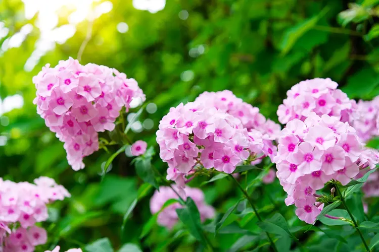 phlox annuel à floraison rose en été