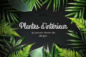 plantes d’intérieur qui peuvent donner des allergies