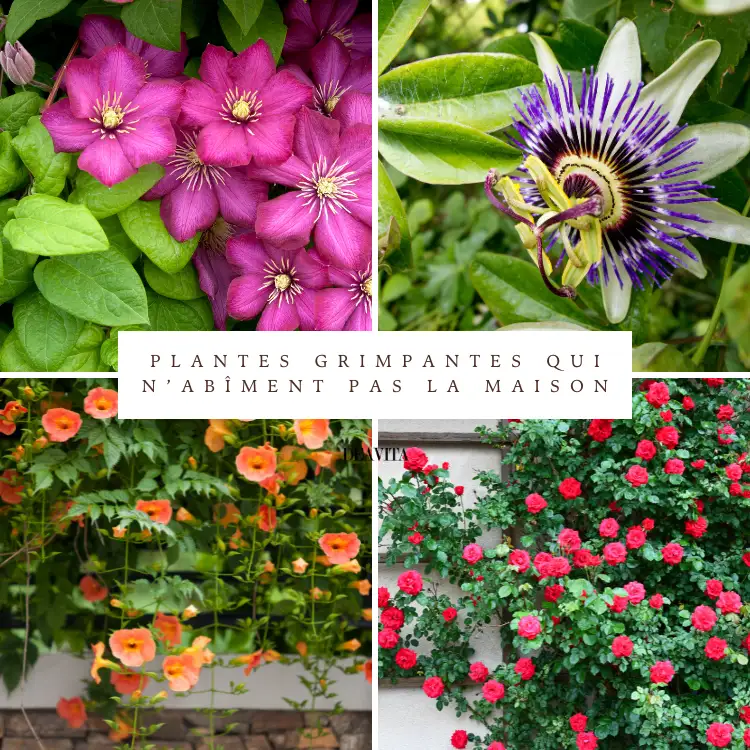 plantes grimpantes alternatives qui respectent votre maison