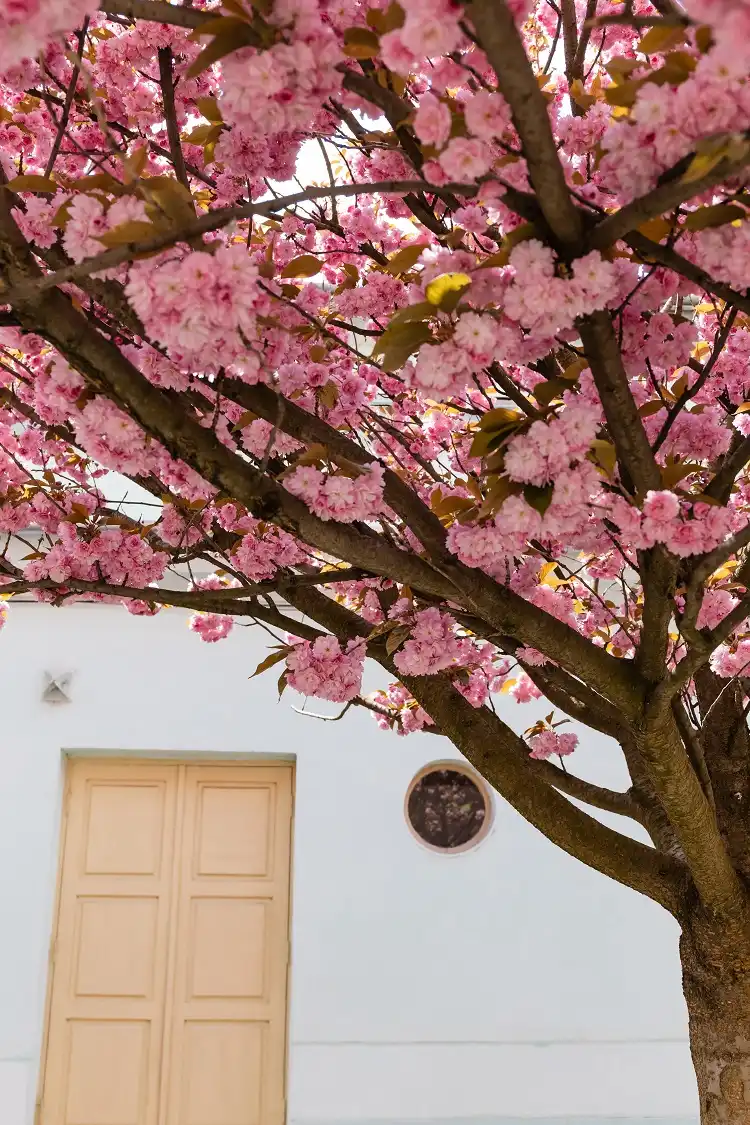 sélection d'arbres à fleurs pour embellir l'entrée de votre maison