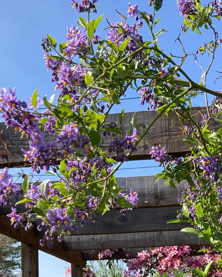 solanum jasminoides pour parfumer le jardin