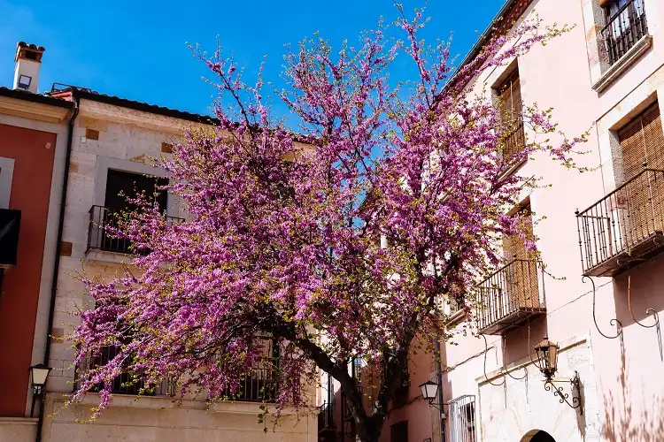 vue panoramique de la vieille ville de zamora avec un physocalymma scaberrimum coloré