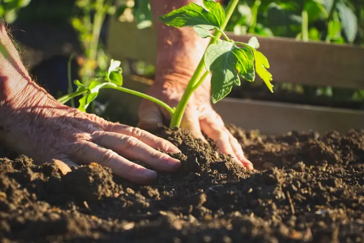 à quelle distance faut il planter les tomates