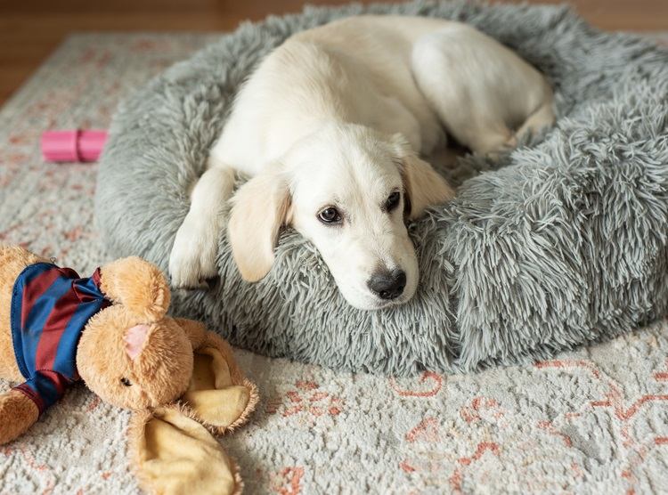 à quelle fréquence faut-il laver le lit des animaux de compagnie