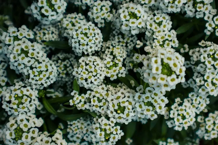 alysse odorant à floraison blanche et à croissance rapide