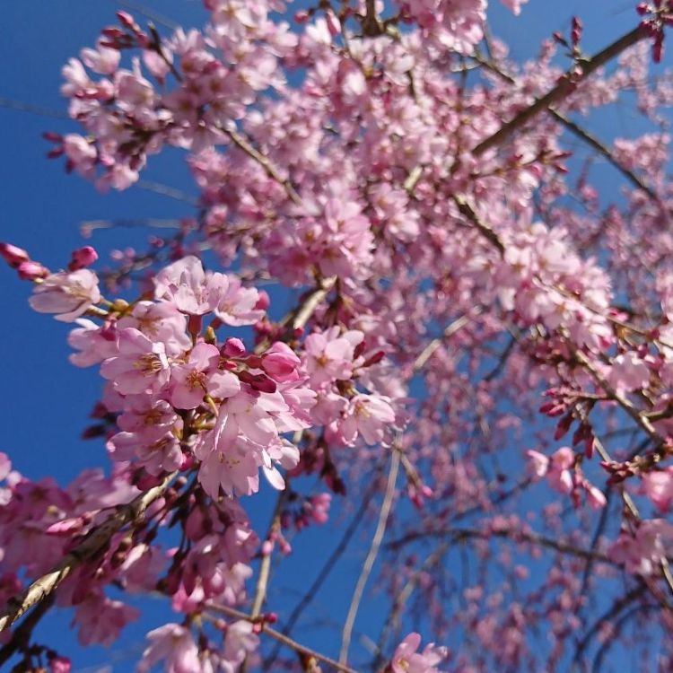 arbre à port compact parfait pour un petit jardin cerisier pleureur nain prunus pendula