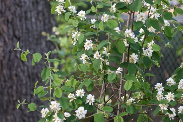 arbuste décoratif à fleurs blanches et baies comestibles amelanchier alnifolia