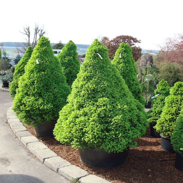 arbuste nain à cultiver dans un petit jardin picea glauca conica en pot