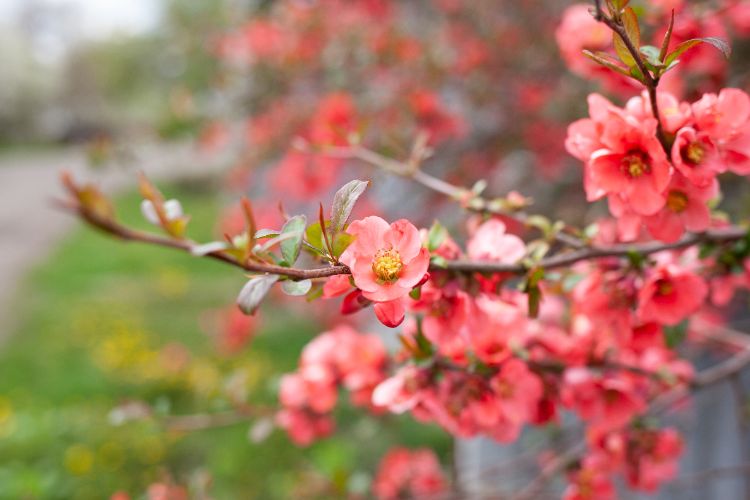 arbuste résistant et enchanteur pour petit jardin chaenomeles japonica