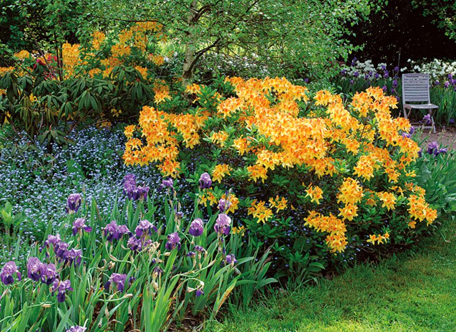 association plantes et azalée