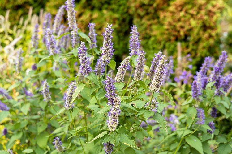 attirez les abeilles sur votre terrasse grâce à l'anis hysope en pot
