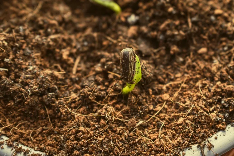 c'est quand la période idéale pour planter des tournesols en france en pleine terre