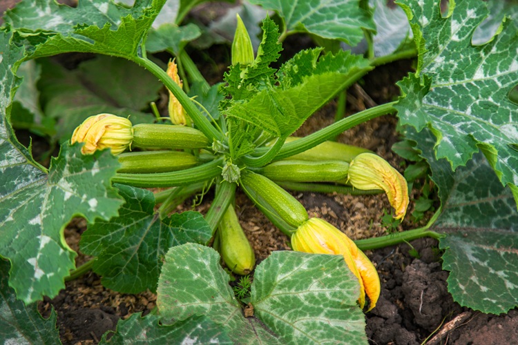 comment avoir beaucoup de courgettes sur un pied