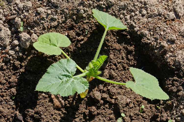 comment planter des courgettes en pleine terre