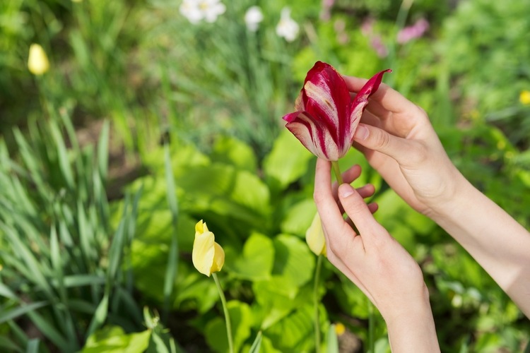 comment tailler les tulipes après la floraison