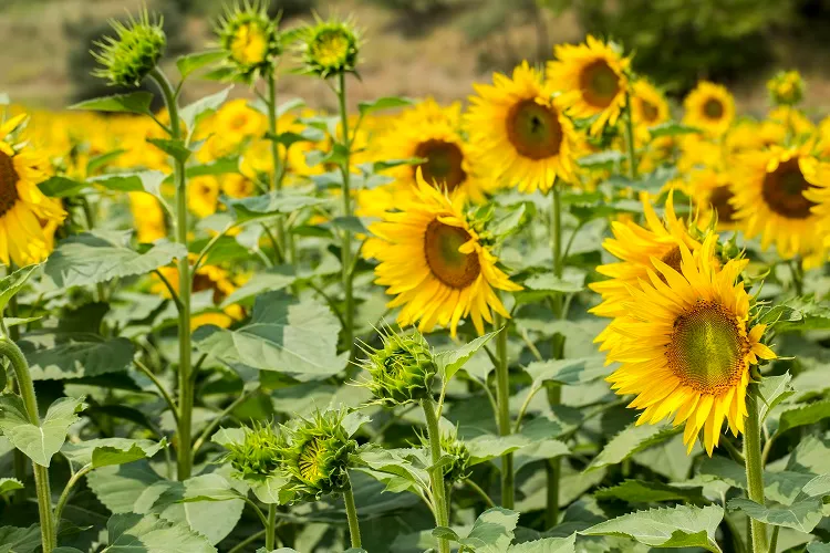 entretien des tournesols une fois les graines en terre