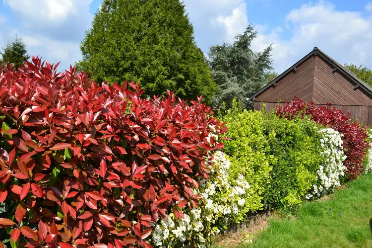 entretien haie de photinia