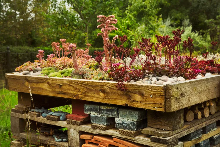 faire un jardin avec des succulentes