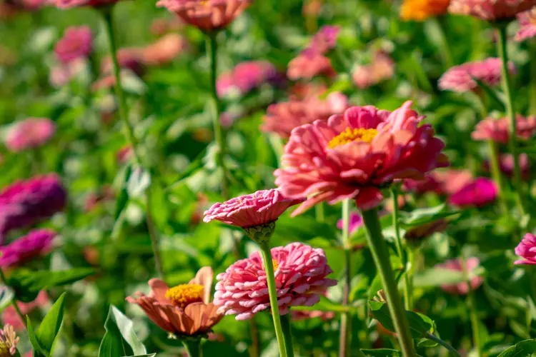 fleur à croissance rapide, semet le zinnia