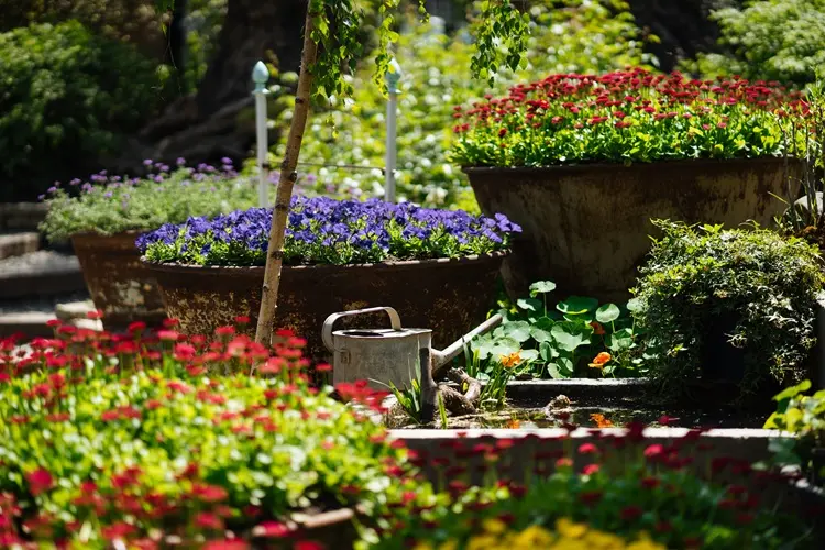 fleurs à croissance rapide à semer au jardin au printemps