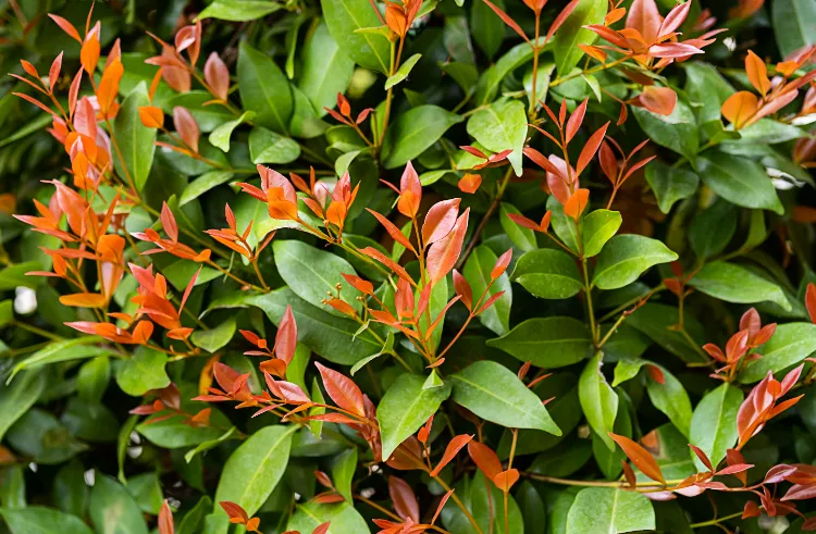 haie de photinia