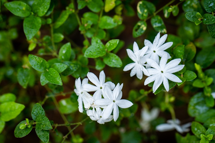 jasmin étoile pour embellir une clôture