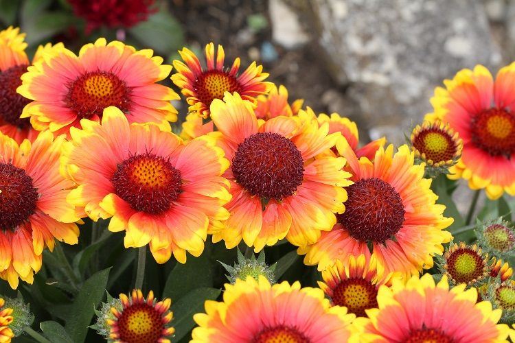 la gaillarde vivace attire les abeilles et offre un spectacle de couleurs dans le jardin