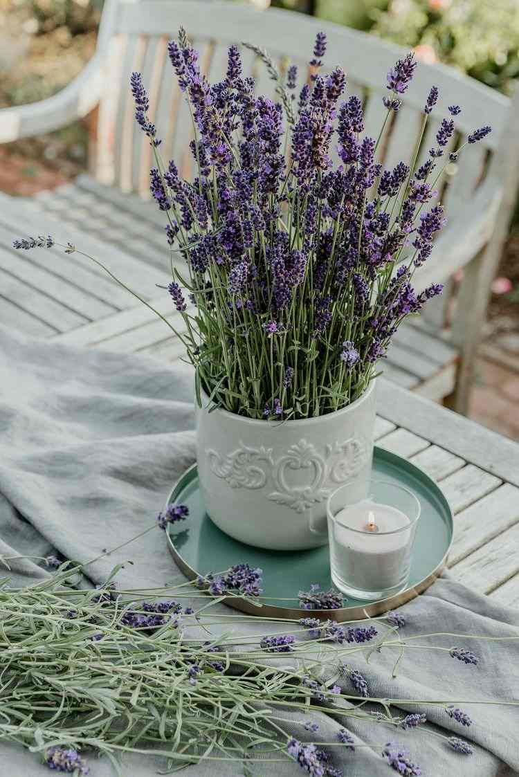 la lavande parfumée est une plante aromatique incontournable pour attirer les abeilles