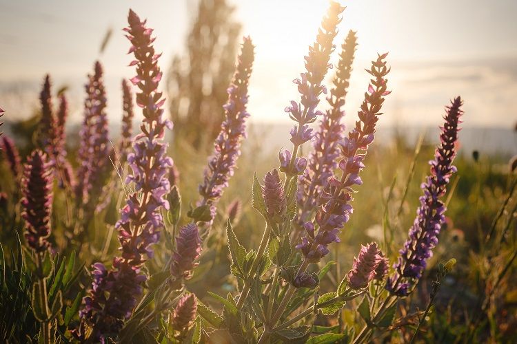 la sauge officinale fait partie des plantes en pot bonnes pour les abeilles