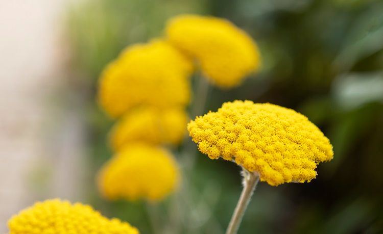 l'achillée millefeuille est une plante mellifère à floraison vive