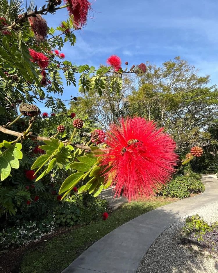 l'arbre à houppettes calliandra haematocephala est un bijou pour les petits jardins chauds qui attire les pollinisateurs