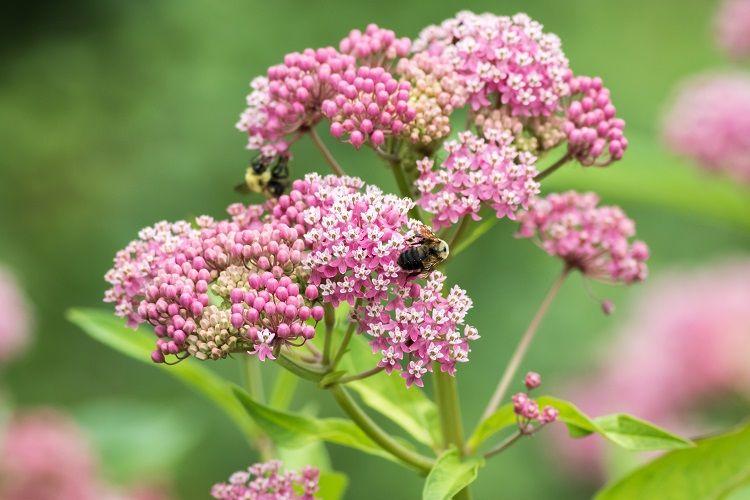 l'asclépiade incarnata fait partie des plantes bonnes pour les abeilles