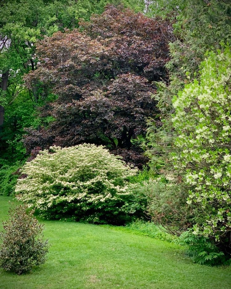 le cornouiller pagode est un petit arbre idéal à cultiver dans les petits jardins de france