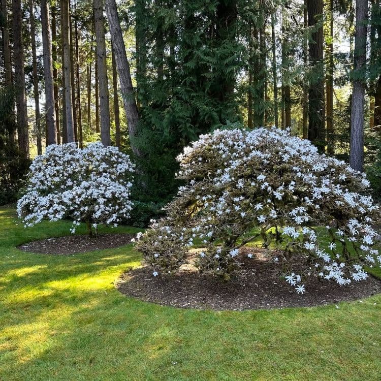 le magnolia étoilé est un arbuste ornamental faisant partie des plantes naines à cultiver dans un petit jardin